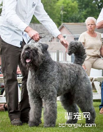 佛兰德牧牛犬