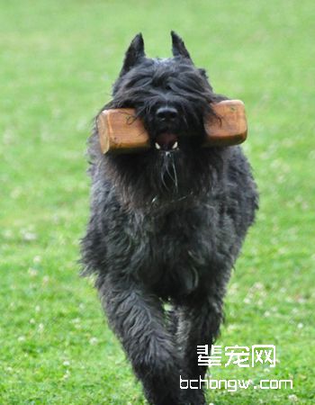 佛兰德牧牛犬
