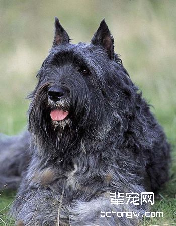 佛兰德牧牛犬