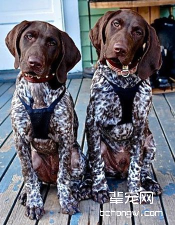 德国短毛指示犬