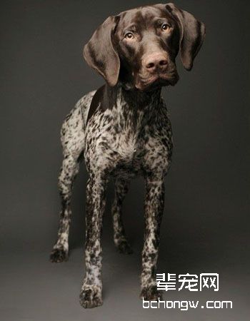 德国短毛指示犬