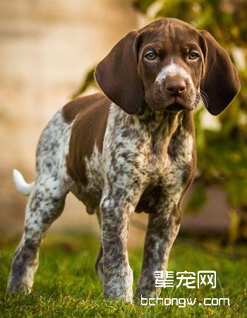 德国短毛指示犬