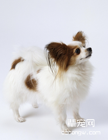 蝴蝶犬