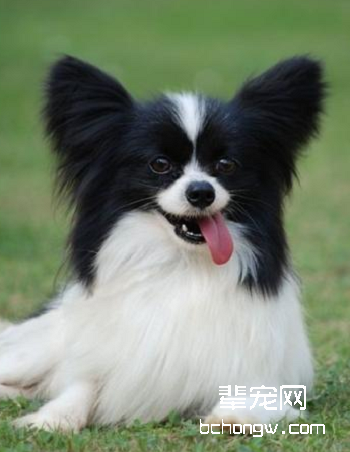 蝴蝶犬