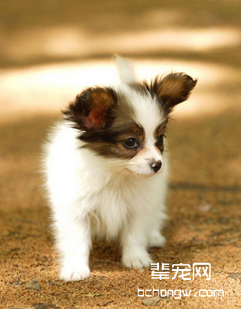 蝴蝶犬