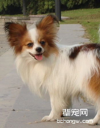蝴蝶犬