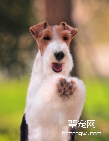 刚毛猎狐梗