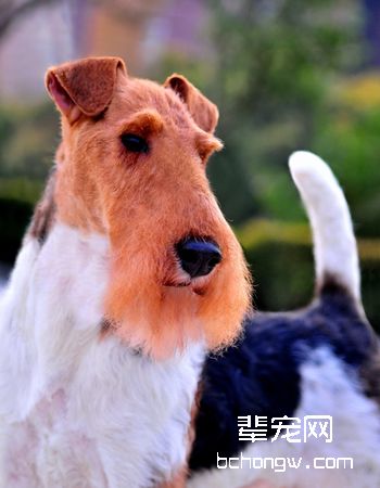 刚毛猎狐梗