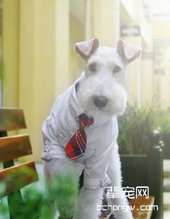 刚毛猎狐梗