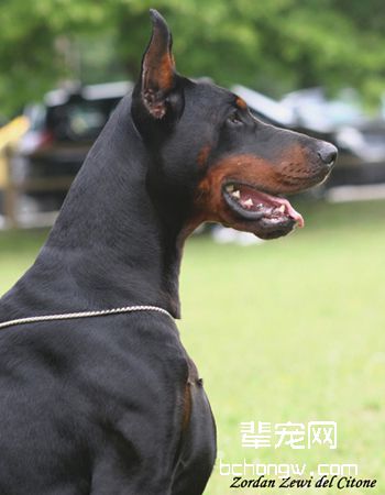 德国杜宾犬