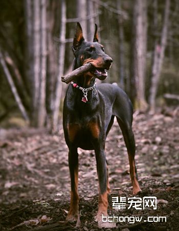 德国杜宾犬
