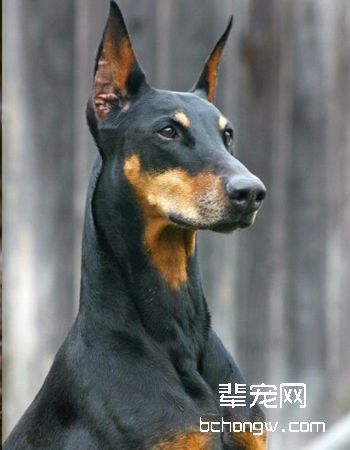 德国杜宾犬
