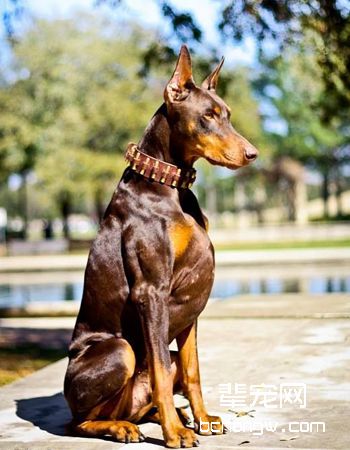 德国杜宾犬
