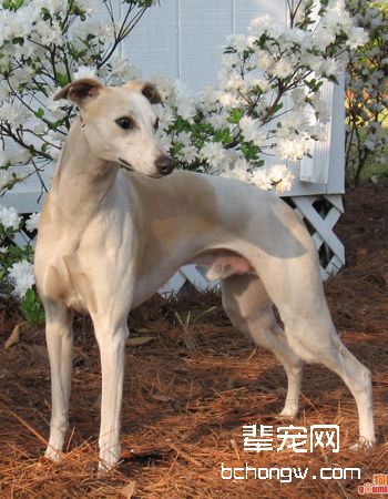 惠比特犬