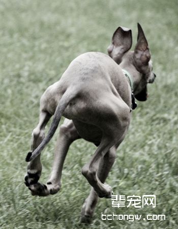 惠比特犬