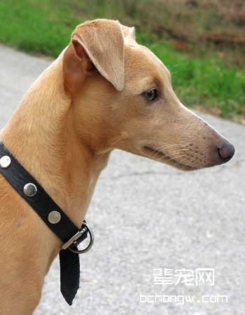 惠比特犬