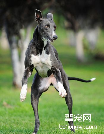 惠比特犬