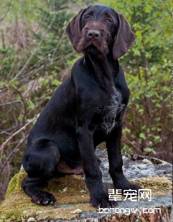 德国刚毛指示犬