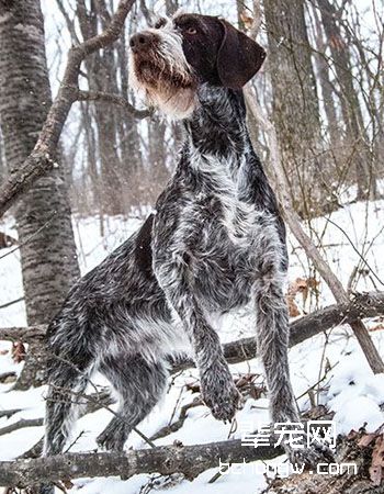 德国刚毛指示犬