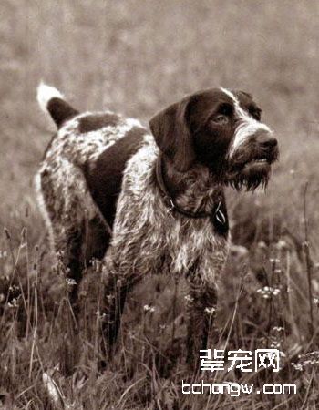 德国刚毛指示犬