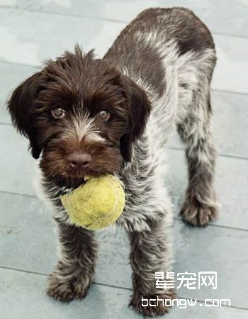 德国刚毛指示犬