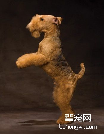 湖畔梗