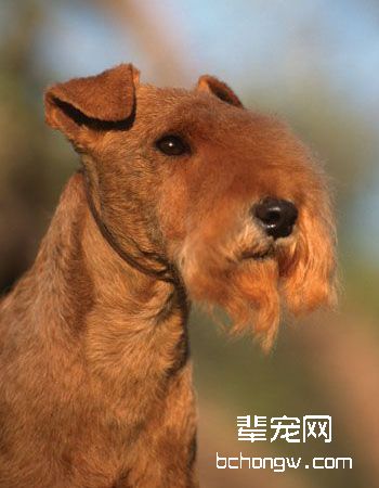 湖畔梗