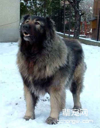 高加索牧羊犬