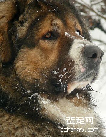 高加索牧羊犬
