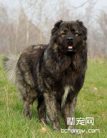 高加索牧羊犬