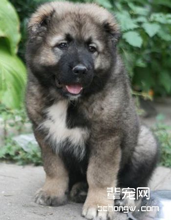 高加索牧羊犬