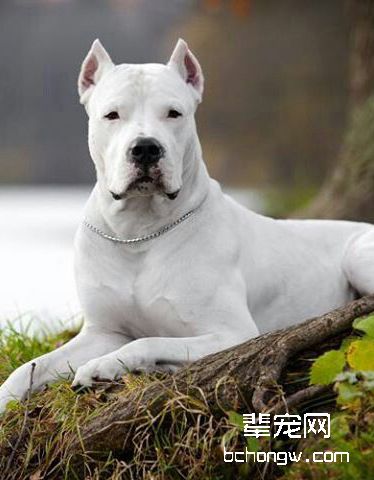 阿根廷杜高犬