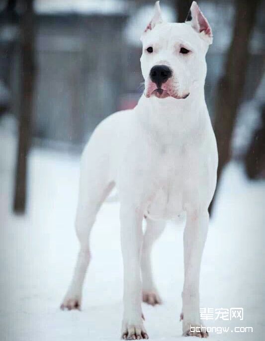 阿根廷杜高犬