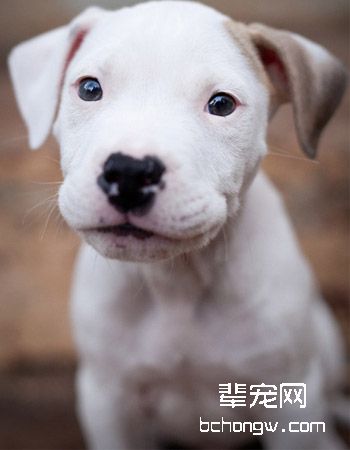 阿根廷杜高犬