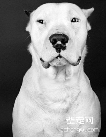阿根廷杜高犬