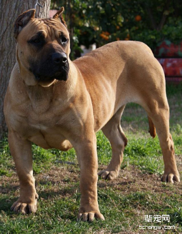 加那利犬