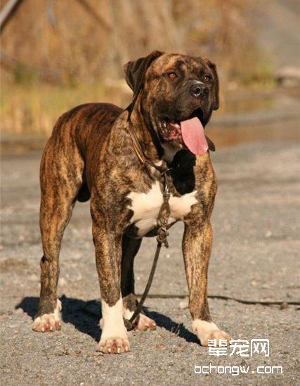 加那利犬