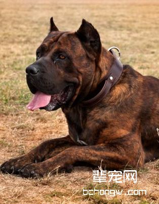 加那利犬