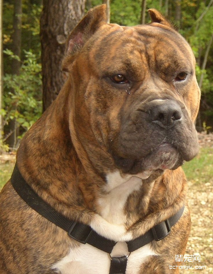 加那利犬