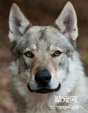 捷克狼犬