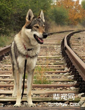 捷克狼犬