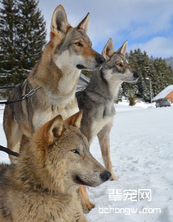 捷克狼犬