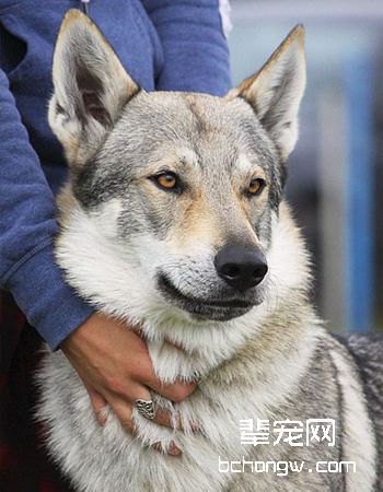 捷克狼犬