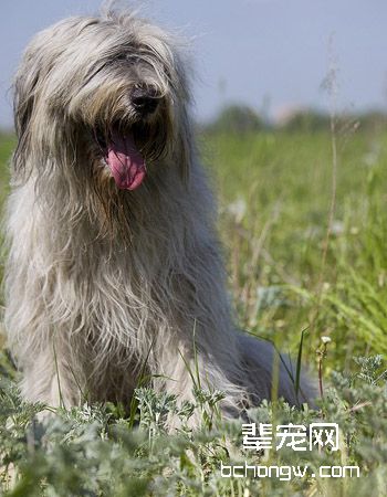 俄罗斯南部牧羊犬