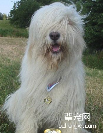 俄罗斯南部牧羊犬