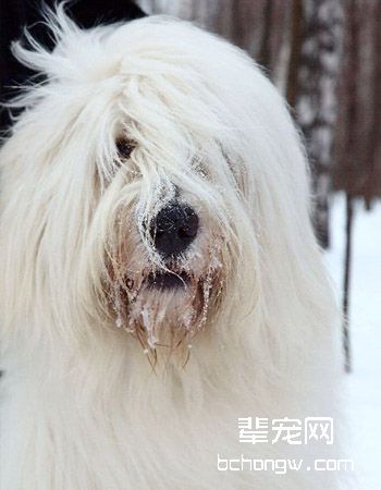 俄罗斯南部牧羊犬