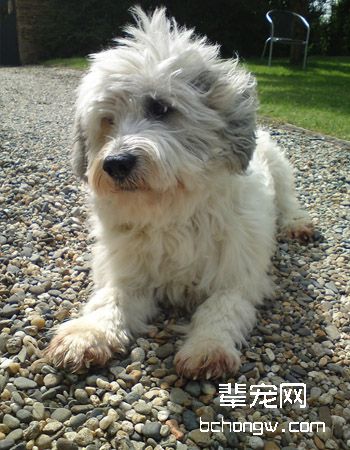 俄罗斯南部牧羊犬