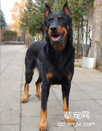 法国狼犬