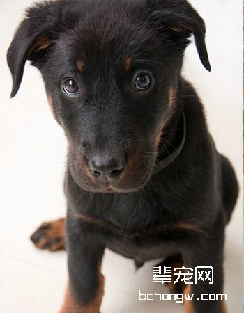 法国狼犬