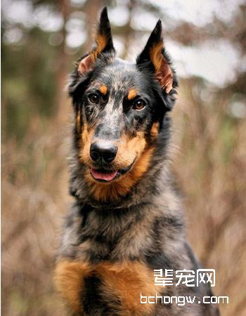 法国狼犬